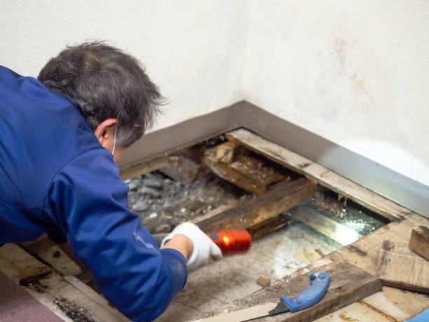 Best Mold Remediation for Specific Building Types in Ramblewood, NJ