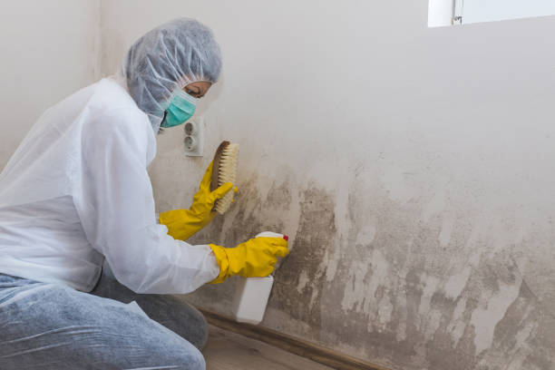 Best DIY Mold Remediation Support Services in Ramblewood, NJ